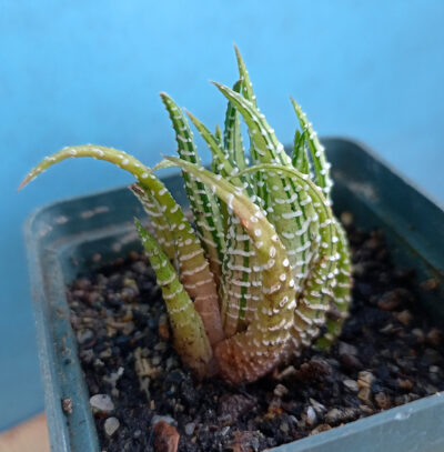 Haworthia attenuata f. variegata white - Зображення 3