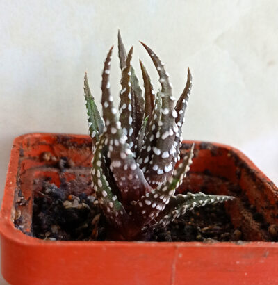 Haworthia fasciata 'Alba'