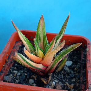 Haworthia attenuata f. variegata