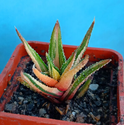 Haworthia attenuata f. variegata