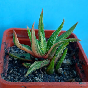 Haworthia attenuata f. variegata