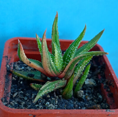 Haworthia attenuata f. variegata
