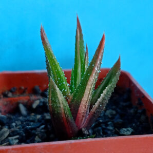 Haworthia attenuata f. variegata