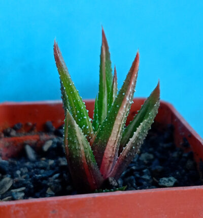 Haworthia attenuata f. variegata