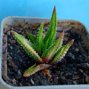Haworthia attenuata f. variegata