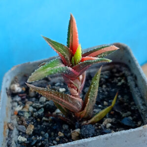 Haworthia attenuata f. variegata