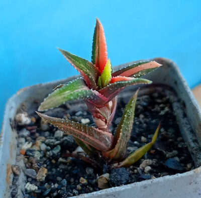 Haworthia attenuata f. variegata