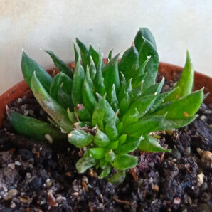 Gasteria nigricans f. cristata