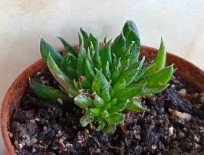 Gasteria nigricans f. cristata