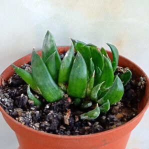 Gasteria nigricans f. cristata