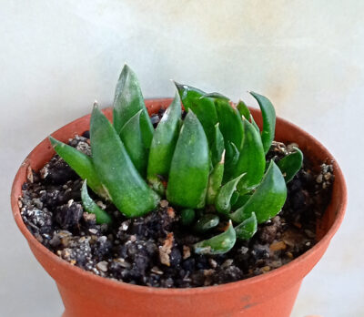 Gasteria nigricans f. cristata