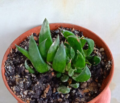 Gasteria nigricans f. cristata - Зображення 2