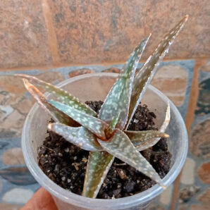 Aloe hybr.