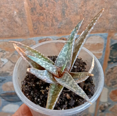 Aloe hybr.