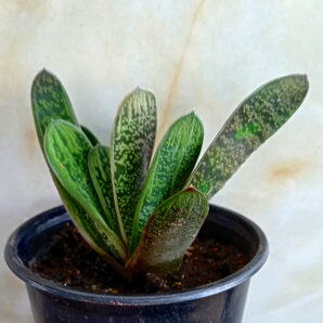 Gasteria cv. 'Little Warty'