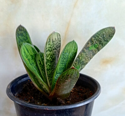 Gasteria cv. 'Little Warty'