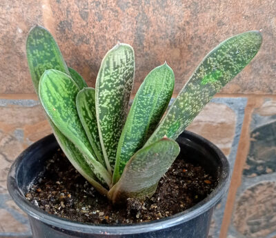 Gasteria cv. 'Little Warty' - Зображення 2
