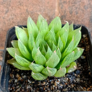 Haworthia cooperi v. pilifera