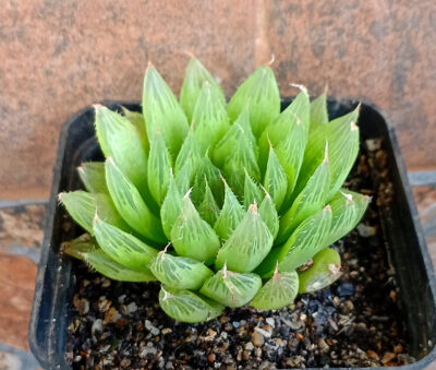 Haworthia cooperi v. pilifera
