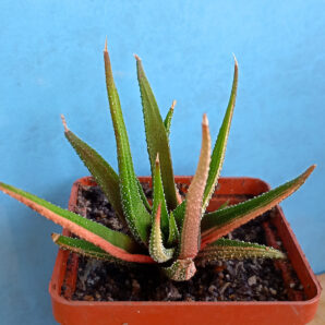 Haworthia attenuata f. variegata