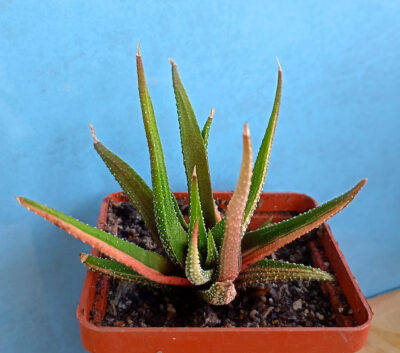 Haworthia attenuata f. variegata