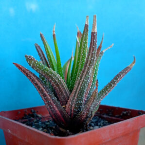 Haworthia attenuata f. variegata