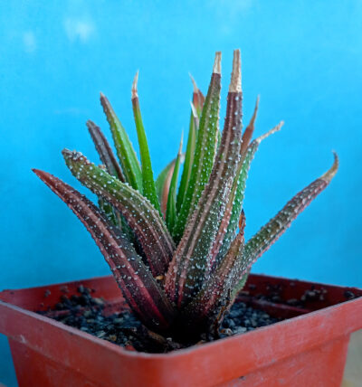 Haworthia attenuata f. variegata
