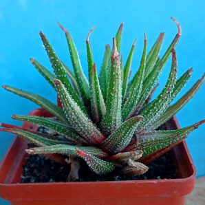 Haworthia attenuata f. variegata white