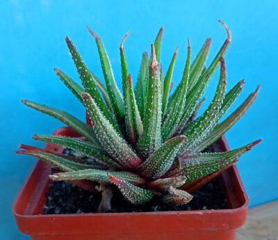 Haworthia attenuata f. variegata white