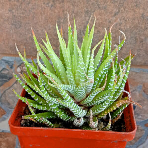 Haworthia fasciata f. variegata white form