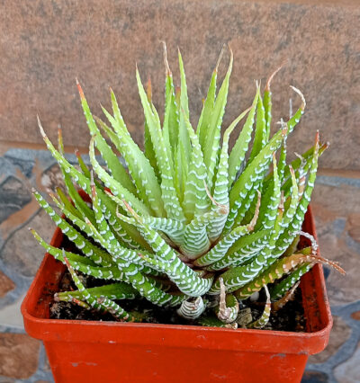 Haworthia fasciata f. variegata white form