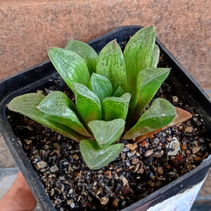 Haworthia retusa