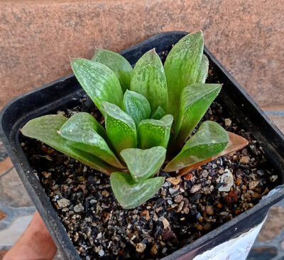 Haworthia retusa