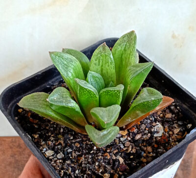 Haworthia retusa