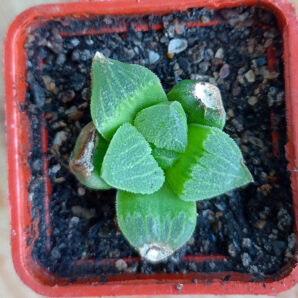 Haworthia pygmaea
