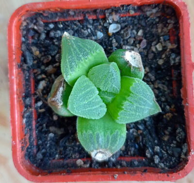 Haworthia pygmaea