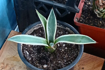 Agave patonii variegata sp. compacta