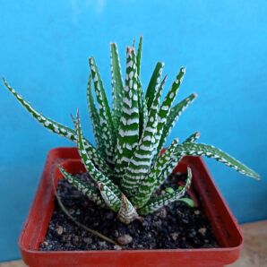 Haworthia fasciata 'Alba'