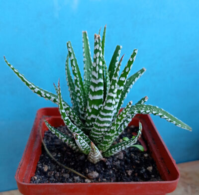 Haworthia fasciata 'Alba'