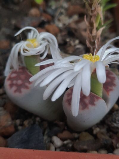 Lithops karasmontana summitatum