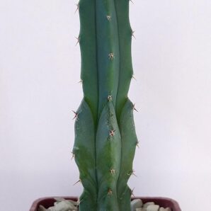 Myrtillocactus geometrizans