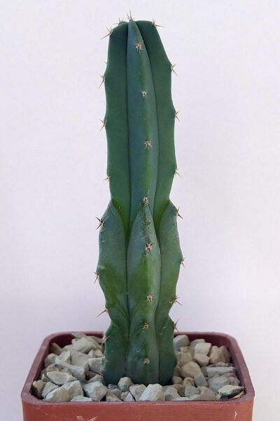 Myrtillocactus geometrizans