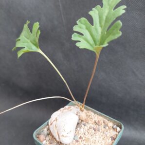 Pelargonium pulverulentum
