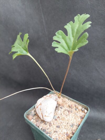 Pelargonium pulverulentum