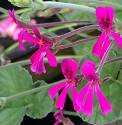 Pelargonium reniforme - Зображення 2