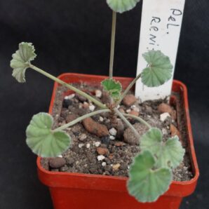 Pelargonium reniforme