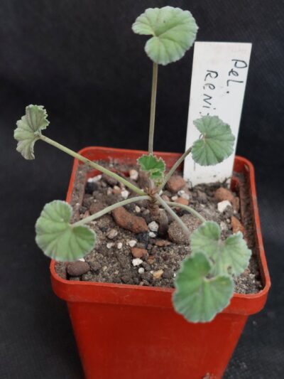 Pelargonium reniforme