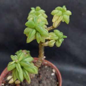 Peperomia nivalis