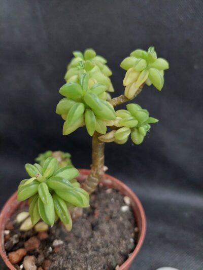 Peperomia nivalis