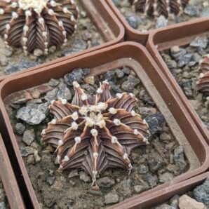 Gymnocalycium agua dulce
